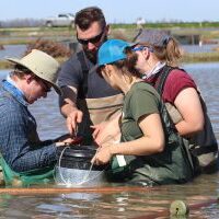 scientists tagging salmon