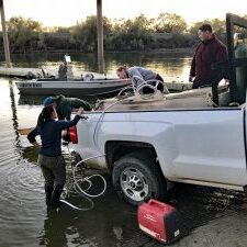 scientists releasing tagged salmon into sacramento river