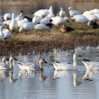 Snow Geese Family CNWR 121218 copy