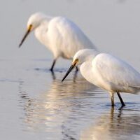 Snowy Egret