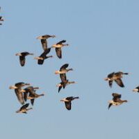 geese flying