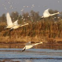 Swan Takeoff 11320-5