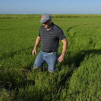 Tom Butler in rice fields