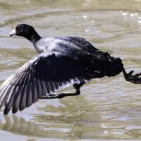 American Coot