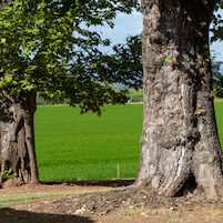 Near Chrlie Matthews farm in Marysville CA