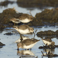 dunlin birds