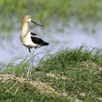 american avocet