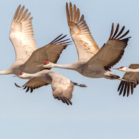 Sandhill Cranes