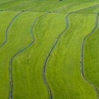 aerial shot of rice fields