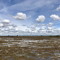 empty rice fields in winter